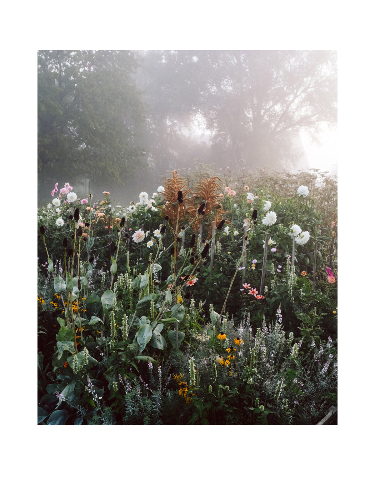 "Schnittblumen im Nebel" Fine Art Print
